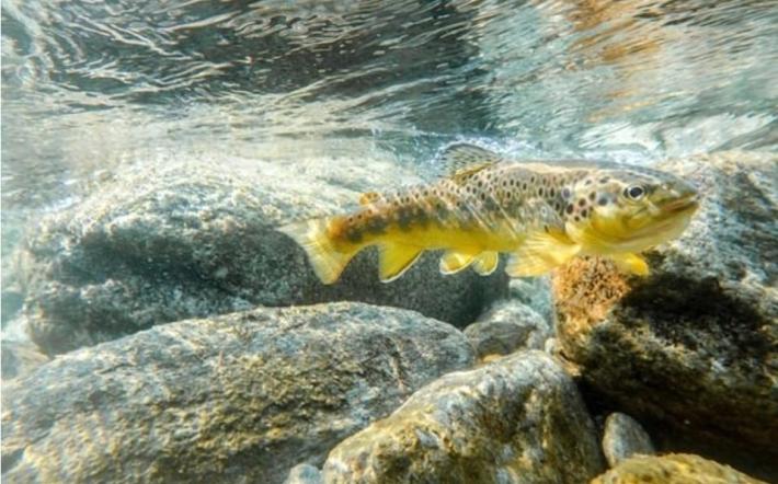 Chiusa Pesio, riapre la stagione di pesca