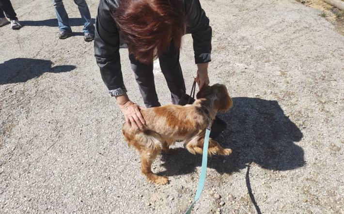 Ceva: ritrovano il cane 10 anni dopo grazie al Canile Rifugio 281