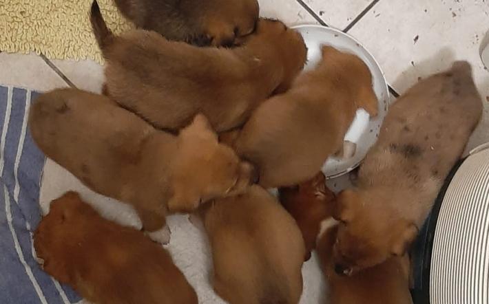 Cuccioli abbandonati sul ciglio della strada a Rocca de' Bladi 