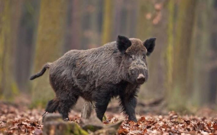 A Ceva il presidio di prevenzione e controllo della peste suina africana