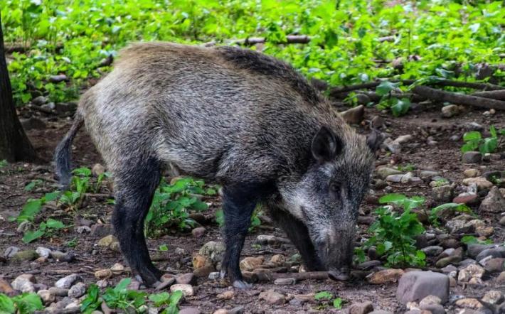 Peste suina: allarme nel Cebano e Monregalese, Saliceto già in zona rossa