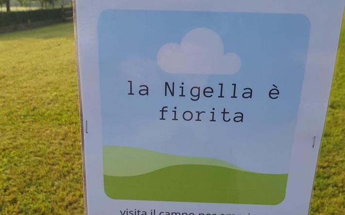 Niella: rinviata al 3 giugno la festa per la fioritura della Nigella