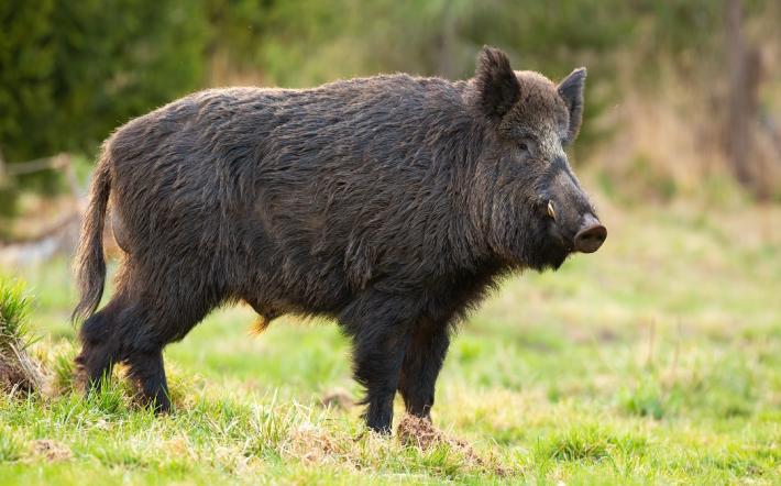 Peste suina, martedì un Consiglio aperto a Bossolasco con due Unioni Montane
