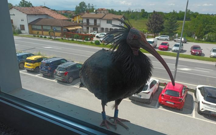 Mondovì: Ibis eremita fa una sosta dagli uffici Ifis di Pogliola