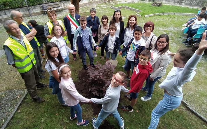 Un acero nel guardino delle scuole elementari di Margarita