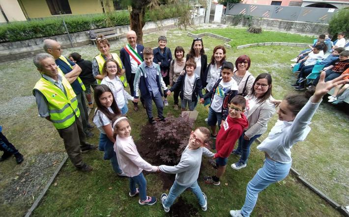 Un acero nel giardino delle scuole elementari di Margarita