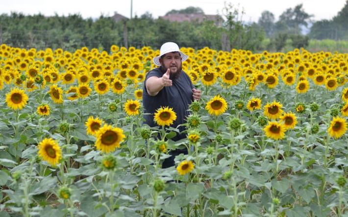 Girasoli Farigliano: oggi riapre il “Labirinto del Buonumore”