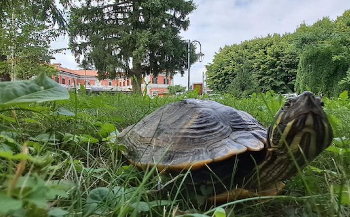 Mondovì: tartaruga acquatica trovata nei giardini della stazione ferroviaria