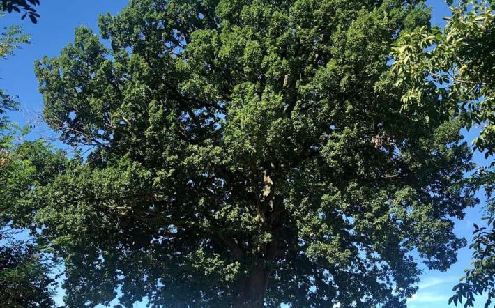 Farigliano: uno spettacolo ai piedi della quercia secolare per sostenere la ricerca