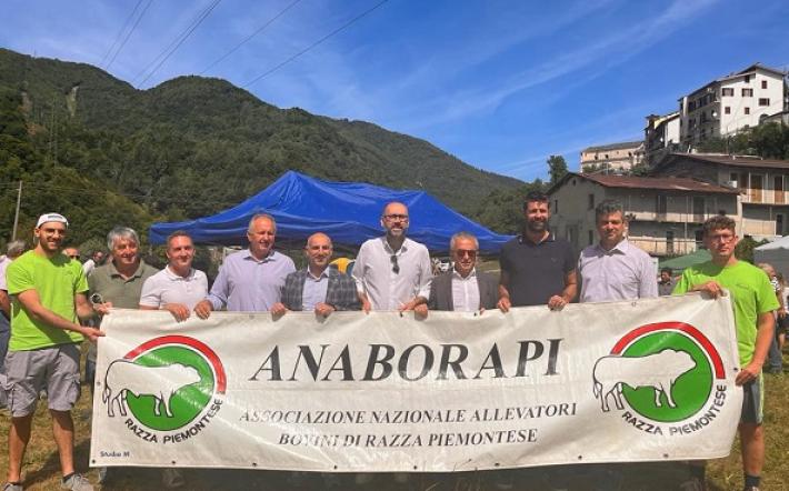 anaborapi 