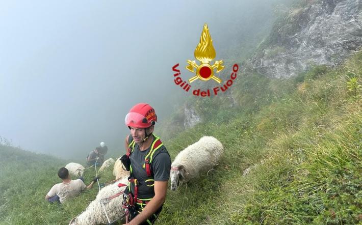 Terminato l’intervento di recupero del bestiame ancora disperso  al Mondole’ di Frabosa Sottana 