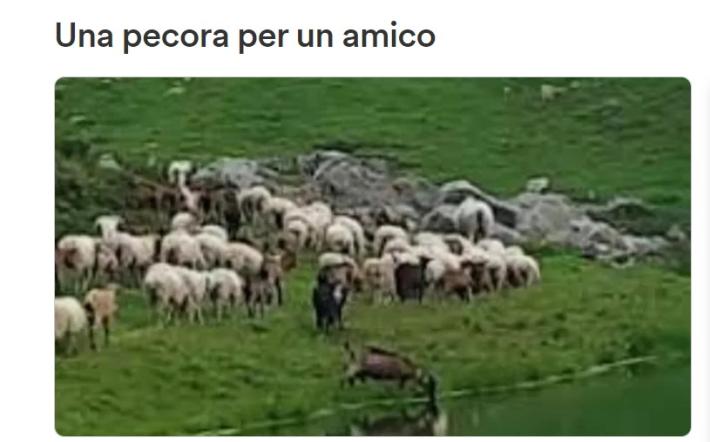 Gregge caduto in un dirupo a Frabosa Sottana: partita la raccolta fondi on-line