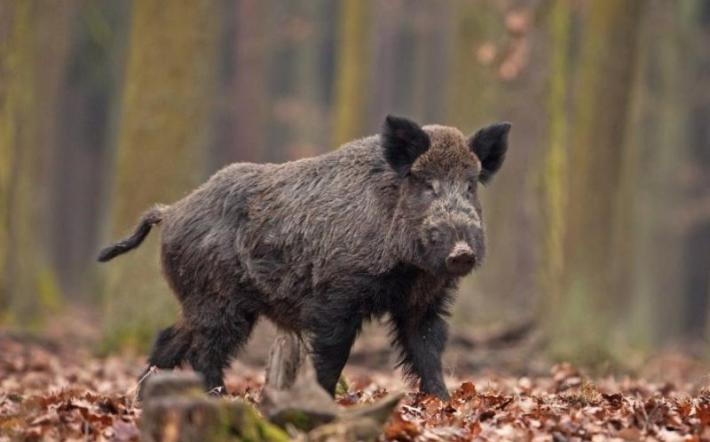 Peste suina africana: a Saliceto cinghiale appena catturato in gabbia è stato liberato da ignoti
