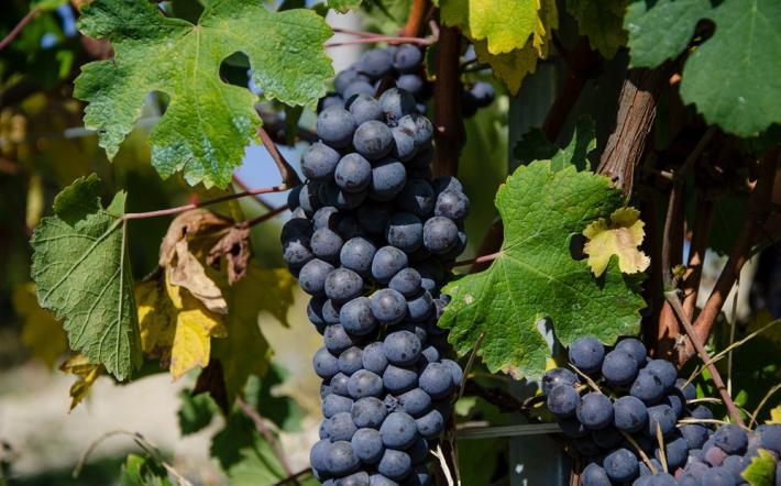 Vendemmia 2023: è partita con qualche giorno di ritardo rispetto alle previsioni nel Doglianese la raccolta delle uve Dolcetto 