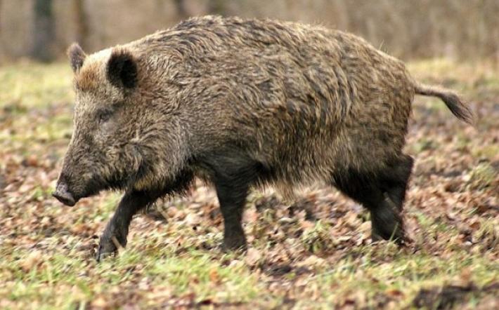 Dramma a Vicoforte. il cacciatore assalito dal cinghiale è deceduto