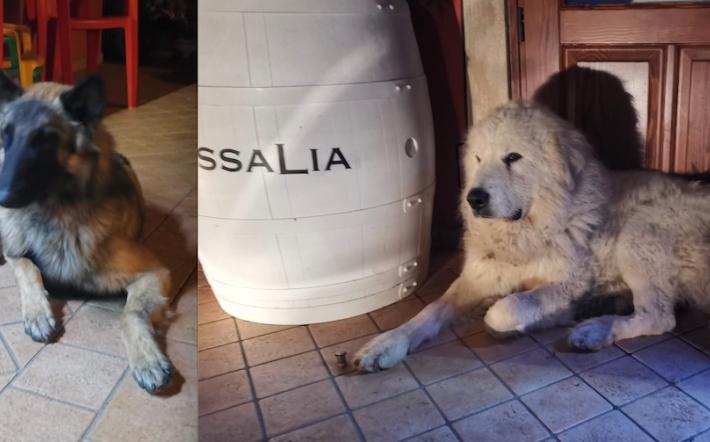 Cani trovati ai Gosi, si cercano informazioni
