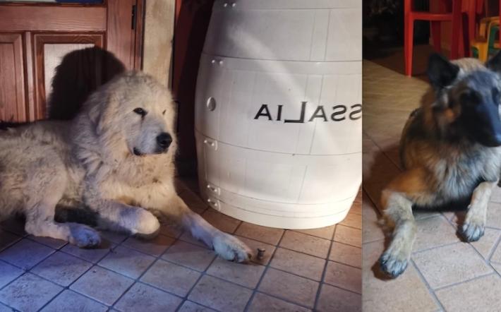 I due cani trovati ai Gosi sono tornati con il proprietario