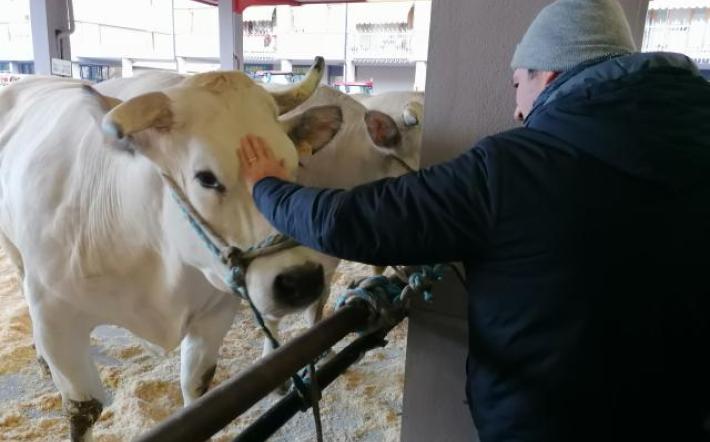 Fiera Bue Grasso, Bergesio (Lega): “Tuteliamo la carne di razza piemontese. No alla carne sintetica”