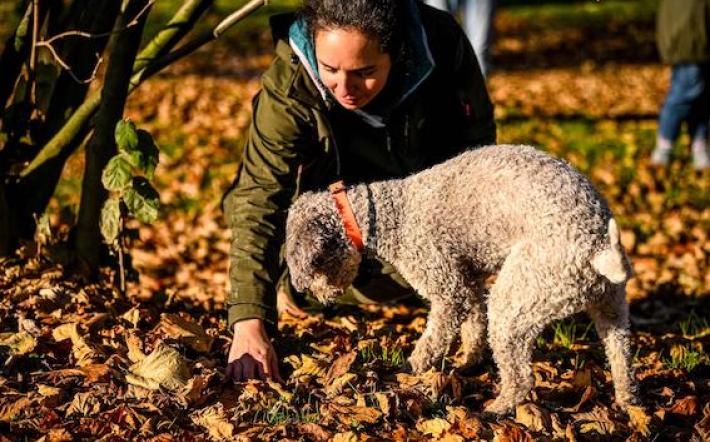 Tartufo bianco: stagione partita il 1° ottobre. In ritardo per preservare il prodotto