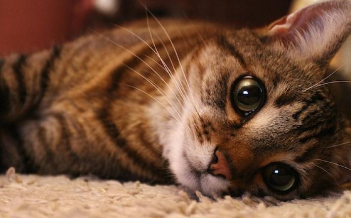 "La Mina", il racconto di Marita. Quando gli animali sono veri compagni di vita