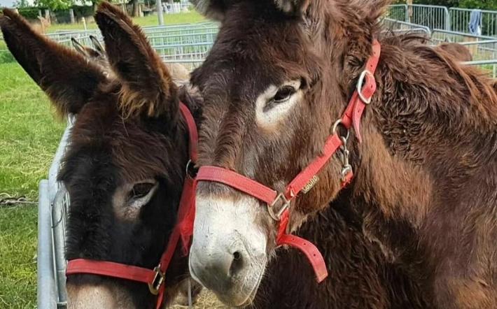“Mistero” a Monastero: smarrito il logo della Fiera dell’Asino