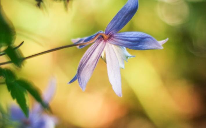 A maggio torna “Sorella acqua e sorelle erbe”