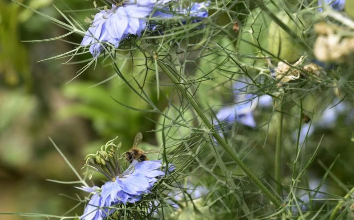 Niella Tanaro: domenica la Festa della Nigella