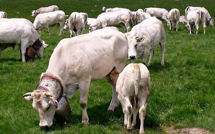 San Giovanni nel Monregalese vuol dire salita agli alpeggi
