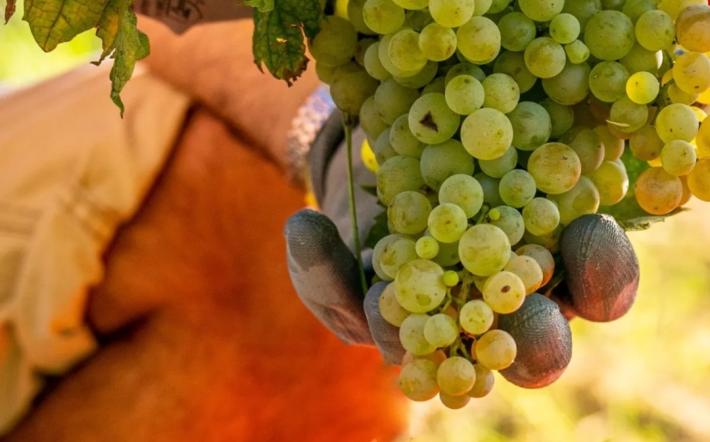 Vendemmia 2024: nei prossimi giorni in alcune zone della Granda si inizieranno a raccogliere Pinot e Chardonnay