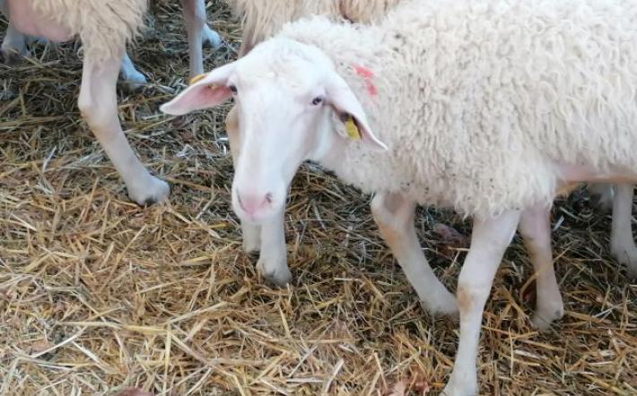 Murazzano: la Fiera dei 30 senza pecore