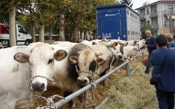 Rischio contagio da “bluetongue”: Villanova annulla la rassegna zootecnica dell’Addolorata