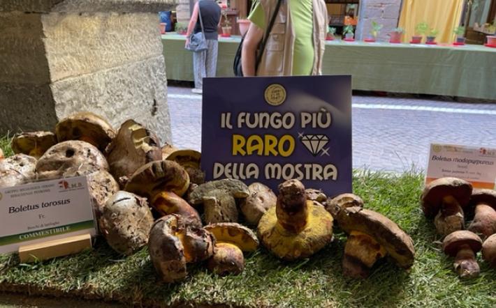 Ceva si veste a festa con la Mostra del Fungo