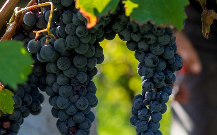 Vigilia di vendemmia delle uve Dolcetto nella “nostra” Langa