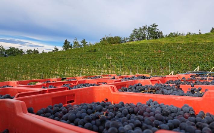 Partita “a singhiozzo” nel Doglianese la vendemmia delle uve Dolcetto 