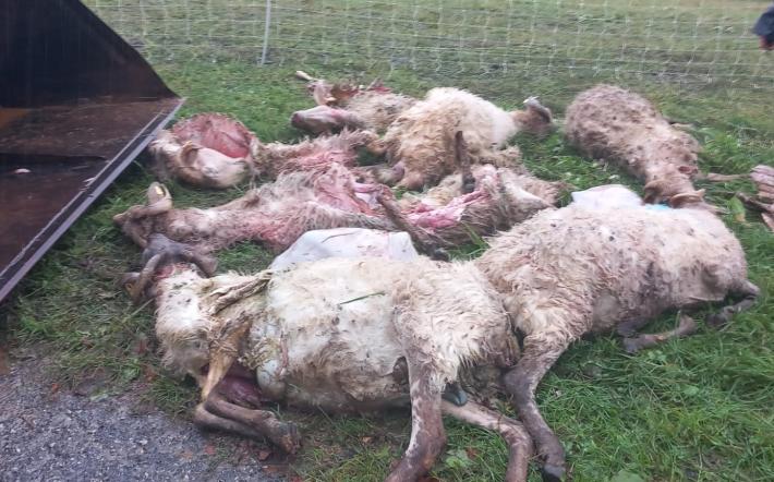 Chiusa Pesio: pecore sbranate da un lupo in regione Cavanero