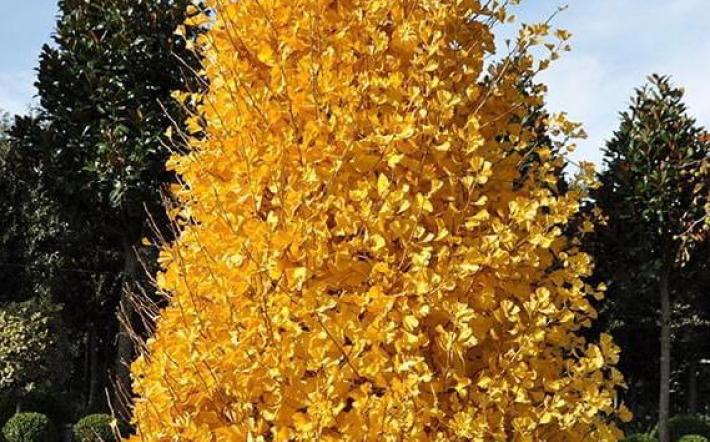 Rocca de’ Baldi: due ginkgo biloba nel parco della scuola