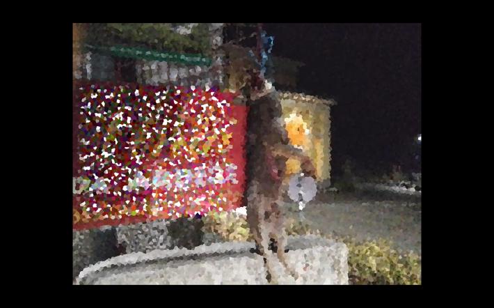Frabosa Soprana: cadavere di un lupo appeso in paese
