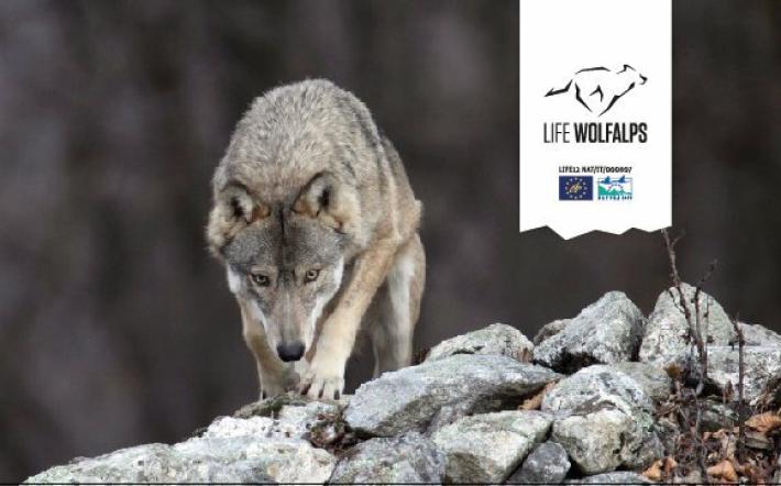 "Il lupo non ha piùbisogno di essere specie protetta"