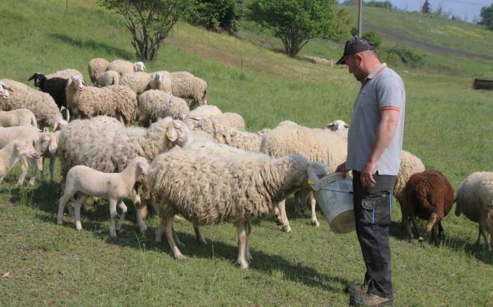 “Lingua blu”: piano vaccinale per 120 mila capi ovini
