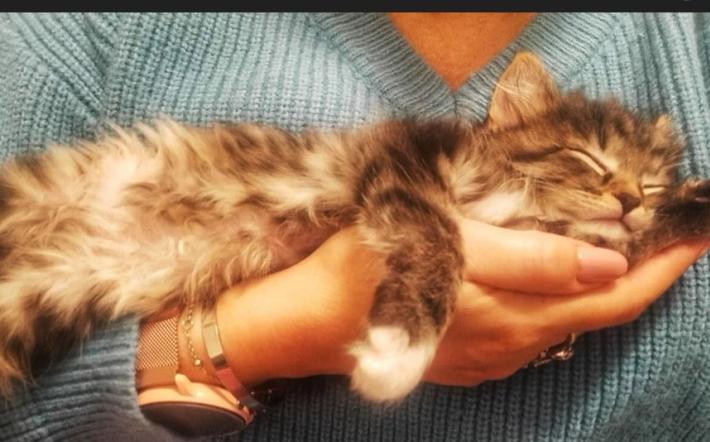 La Lida Carrù Mondovì Ceva è ancora alla ricerca di una struttura che funga da rifugio per gatti