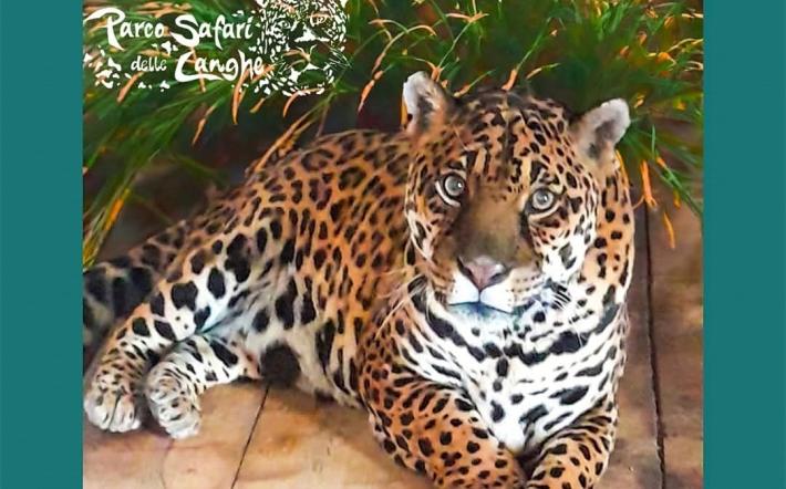 Compie 23 anni Regina, il giaguaro da record del Parco Safari di Murazzano 