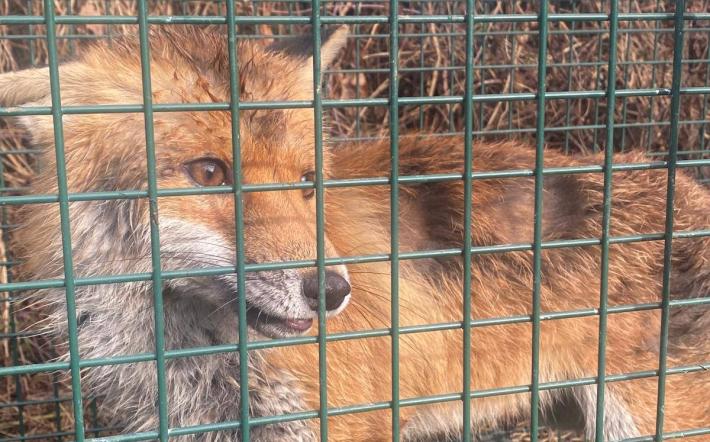 Pianfei: catturata la volpe che si aggirava in paese