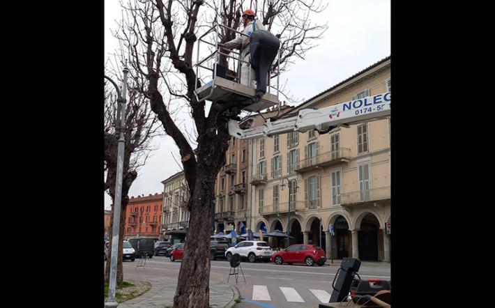 Mondovì, problemi di stabilità strutturale: iniziate le operazioni di abbattimento di due alberi in corso Statuto