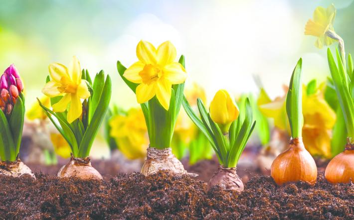 Il giardino rinasce a marzo