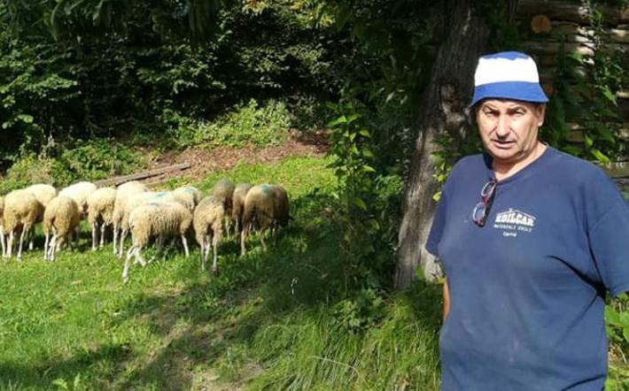 Tre pecore sbranate dai lupi a Murazzano