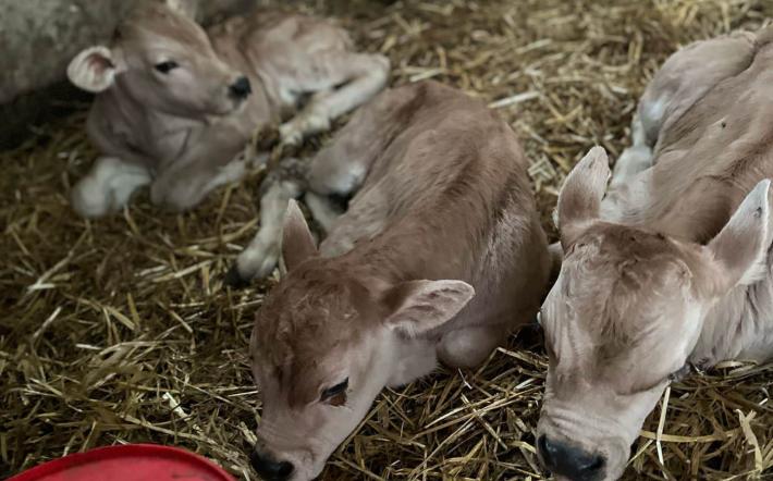 Tre bovini gemelli: l’evento eccezionale all’azienda Griseri Pierluigi di Rifreddo