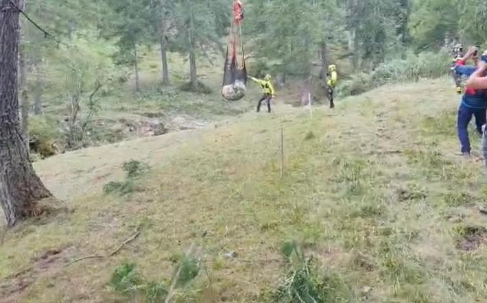 Bovino in una scarpata a Briga Alta salvato dai vigili del fuoco di Ormea