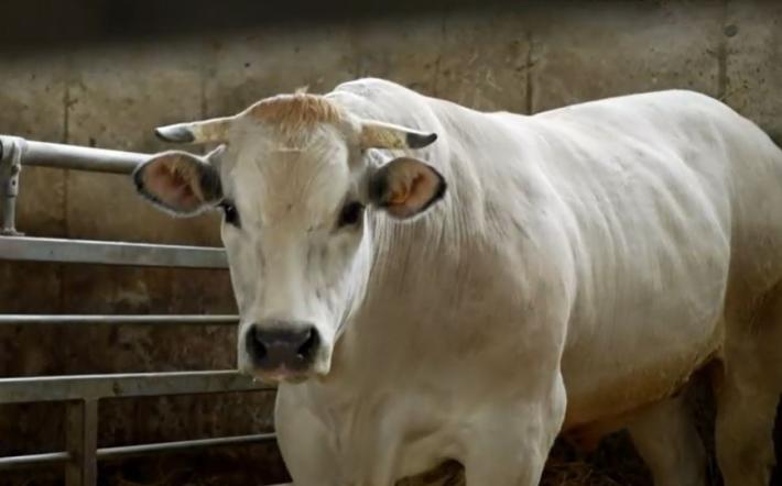 Carrù: l’amministrazione vuole dare vita alla “Strada della Razza Bovina Piemontese”