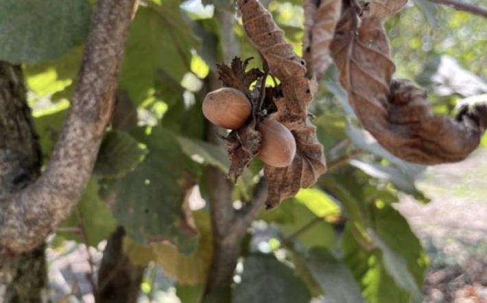 Nocciole, Coldiretti Cuneo chiede lo “stato di emergenza”