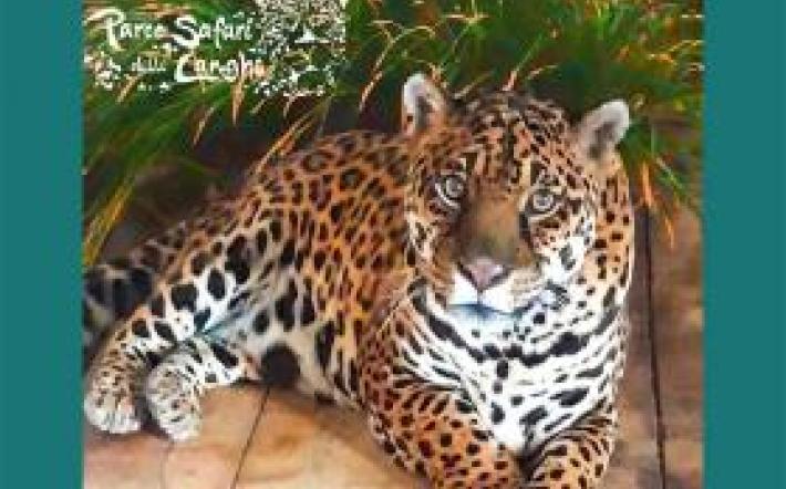 Sospiro di sollievo al Parco Safari di Murazzano: Regina torna a camminare